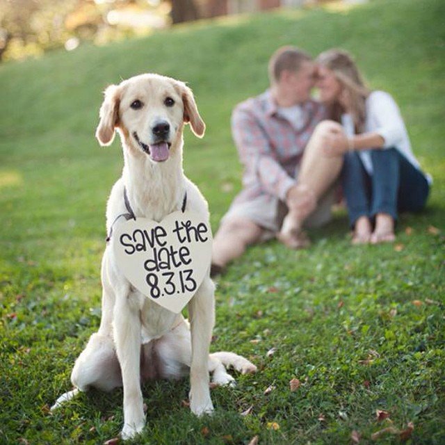 Puppy Love Save-the-Date